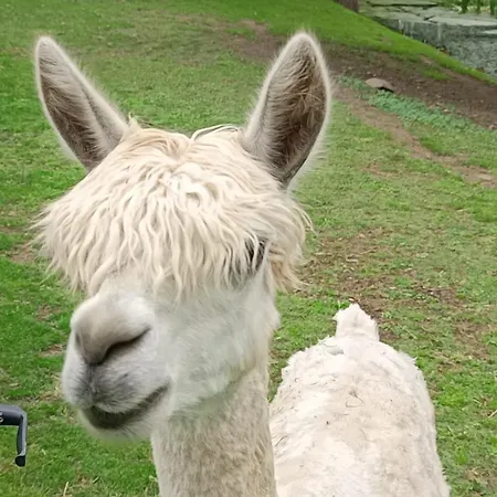 Hotel Centrum Edukacyjno-rozwojowe Pawlowice - Bezplatny Parking *